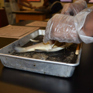 MMSA - Dissection in MMSA - 05302014